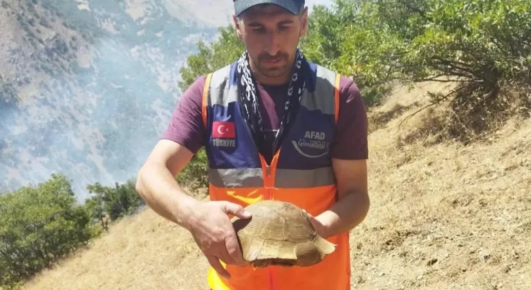 AFAD gönüllüsü yangın bölgesindeki kaplumbağayı kurtardı