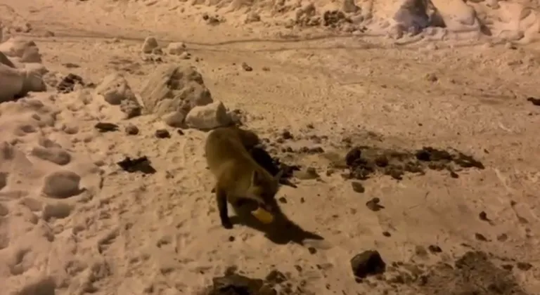 Ardahan’da bir adam, her gün evinin önüne gelen tilkiyi besliyor