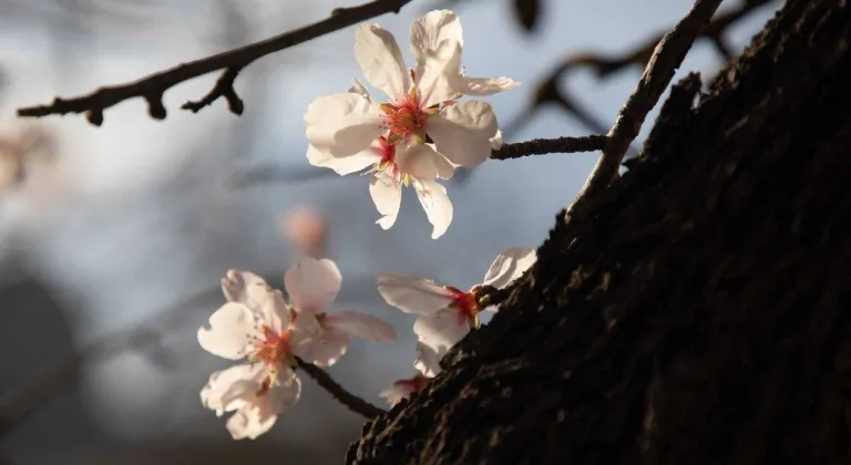 Baharın müjdecisi ikinci Cemre suya düştü