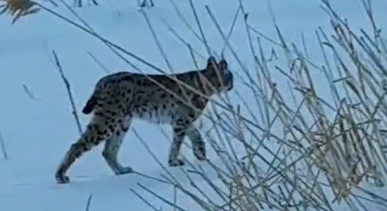 Bayburt’ta karlı arazide görülen vaşak vatandaşları heyecanlandırdı