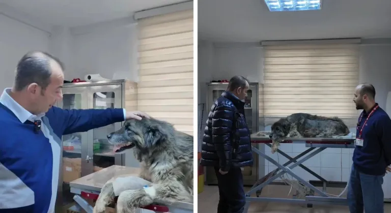 Bolu’da ezilen köpeğin röntgeninden 400 saçma çıktı