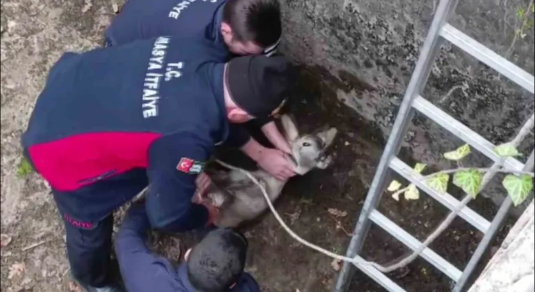 Boş havuza düşen yavru karacayı itfaiyeciler kurtardı