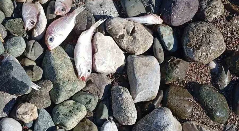 Datça’da çok sayıda ölü balık kıyıya vurdu