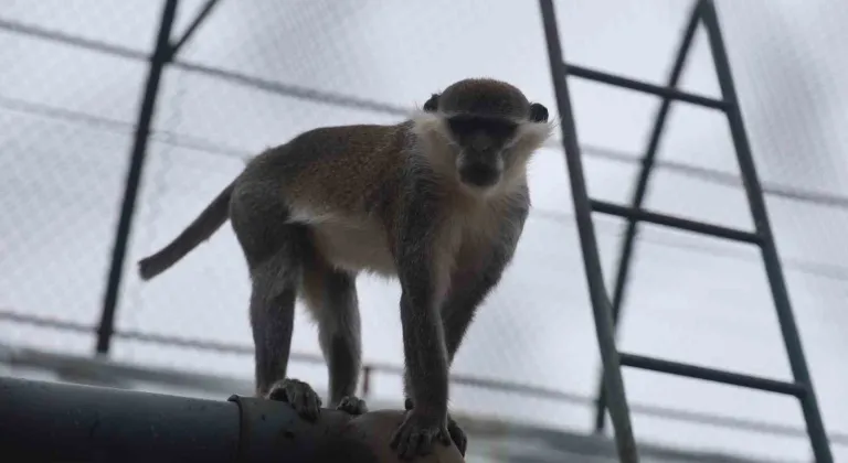 Denizli’de yakalanan maymun Konya’da hayvanat bahçesine teslim edildi