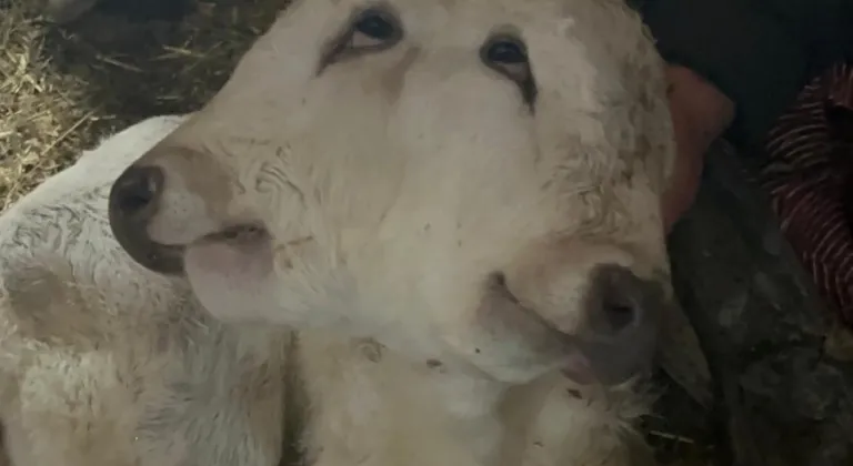 Erzurum’da çift başlı buzağı dünyaya geldi