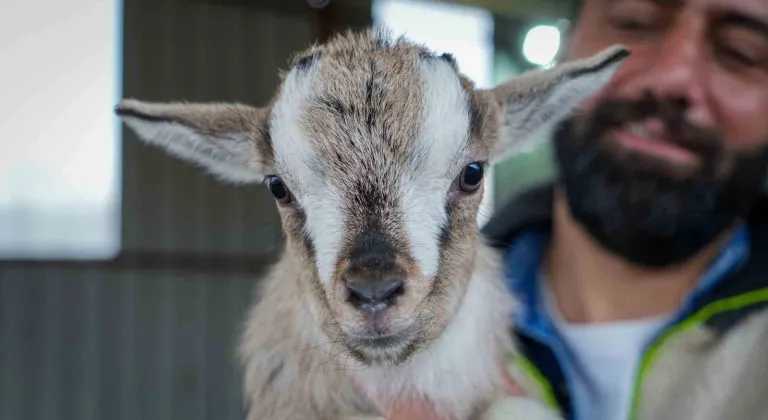 Evcil hayvanlara yeni alternatif: Kedi köpeğin yerini ‘cüce keçi’ alabilir