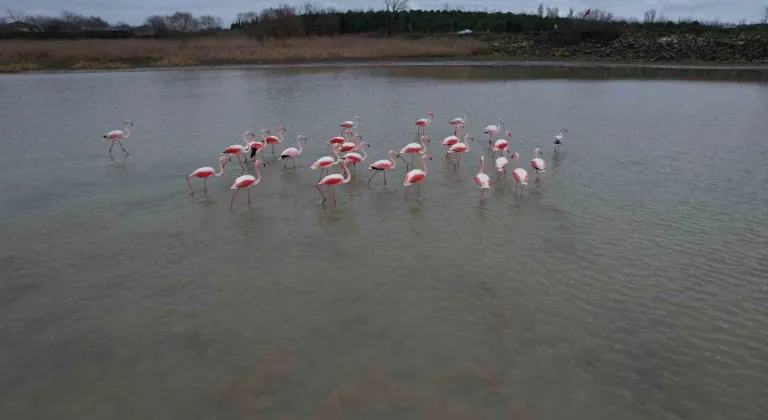 Flamingolar Büyükçekmece Gölü’nde görüntülendi