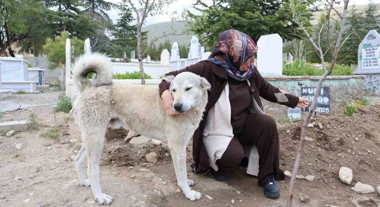 ’Garip’ isimli köpek ölen sahibinin mezarından ayrılmıyor
