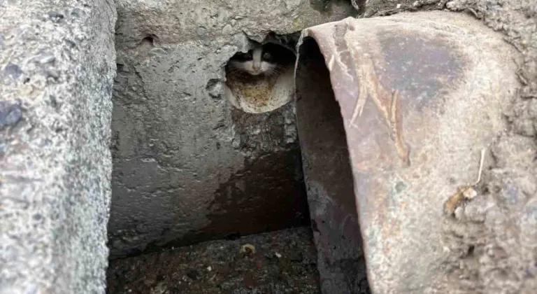 İskenderun’da rögar borusuna düşen yavru kediler kurtarıldı