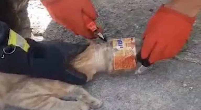 Kafası plastik kavanoza sıkışan kediyi itfaiye kurtardı