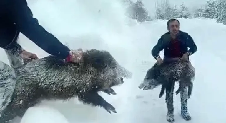 Domuzu elleriyle yakalayan adam: "Bir anı olsun diye yakaladım, kimseye tavsiye etmem"