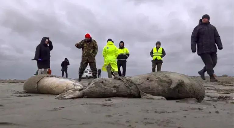Kazakistan’ın Hazar Denizi kıyısında 100’den fazla fok ölü bulundu