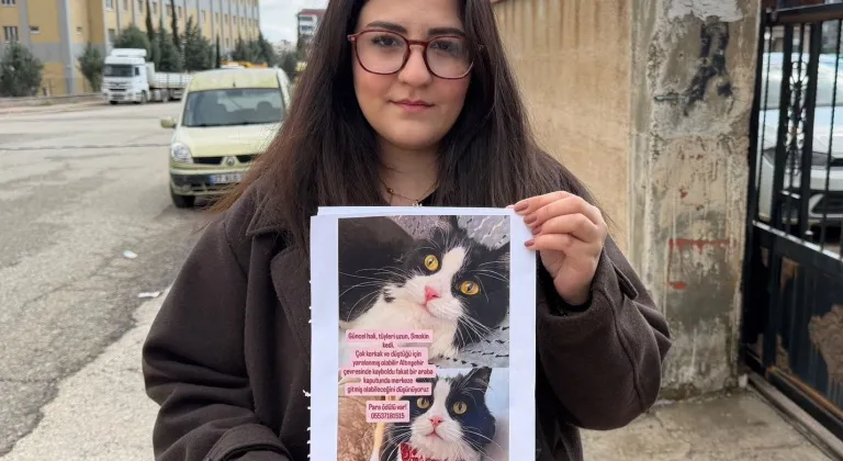 Kedilerini bulana çeyrek altın verecekler