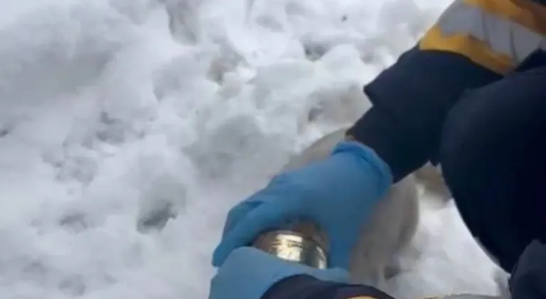 Kedinin başına sıkışan konserveyi sağlık ekipleri çıkardı
