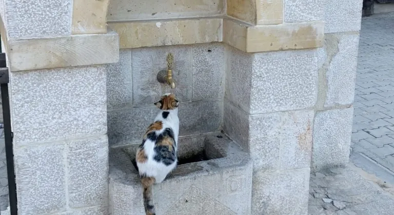 Kemaliye’nin sevimli kedisi ‘Tekir’ çeşme başı müdavimi oldu