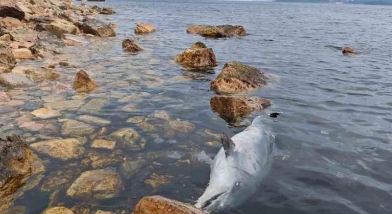 Kınalıada Sahili’nde ölü yunus kıyıya vurdu