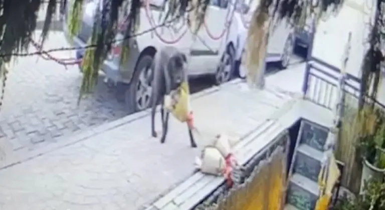 Kokina hırsızı sevimli köpek kameraya yakalandı