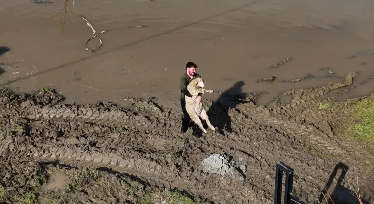 Meriç Nehri taştı, hayvanlar tahliye edildi