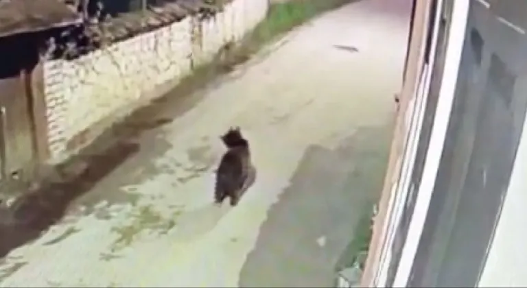 Safranbolu'da ormanda yiyecek bulamayan ayının mahalleye indi