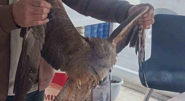 Sivas’ta yaralı bulunan Kızıl şahin koruma altına alındı