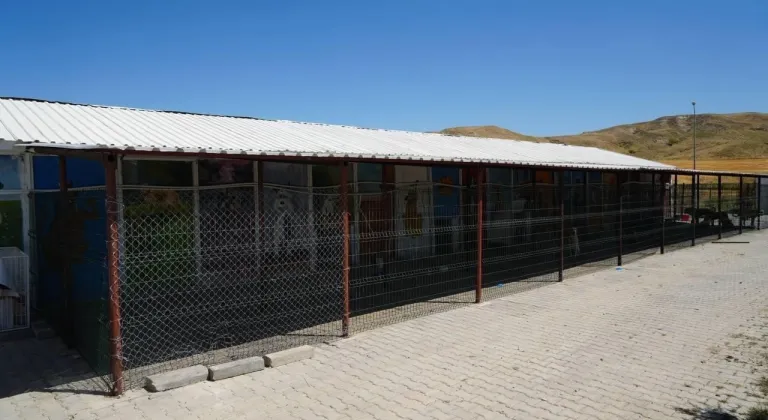 Sokak hayvanlarına doğal yaşam ve gölgelik desteği