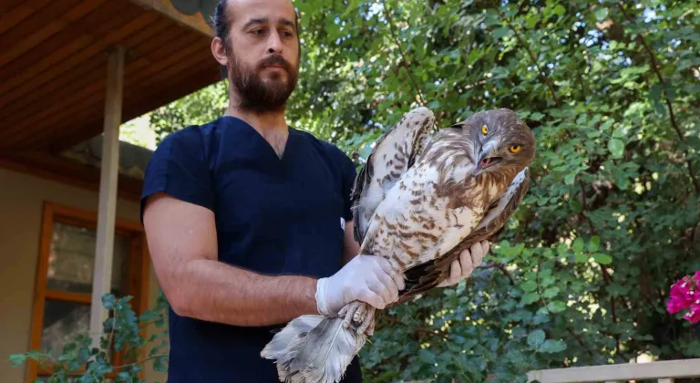 Soyu tükenme tehlikesindeki yaralı yılan kartalı yeniden doğaya döndü