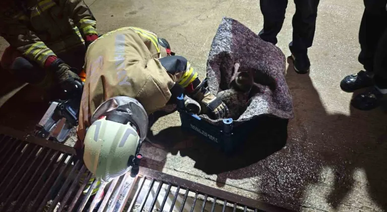 Su giderine yavrulayan anne kedi ve yavrularını itfaiye kurtardı