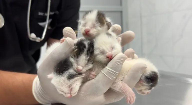 Çöpteki ağzı bağlı poşetten 5 yavru kedi çıktı