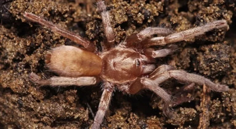 Türkiye’de ilk kez yeni bir tarantula cinsi kaydedildi