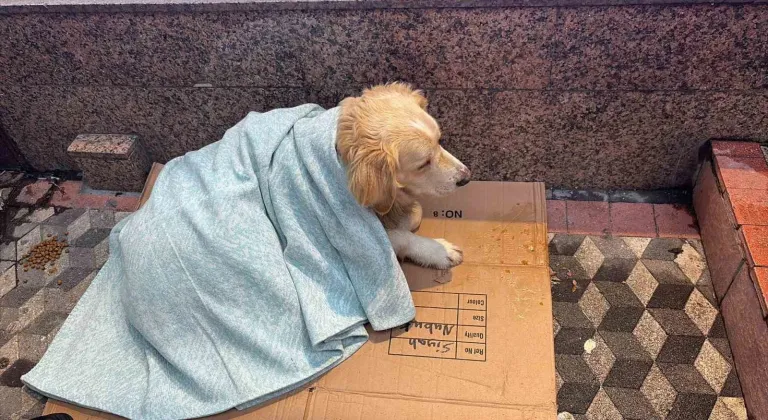 Üşüyen köpeğe yeni aldığı yorganı örten esnaf yürekleri ısıttı