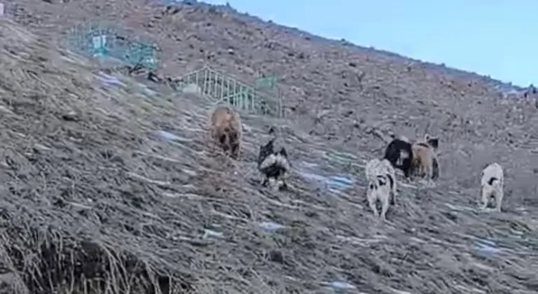 Yüksekova’da yerleşim yerine inen ayıları çoban köpekleri uzaklaştırdı