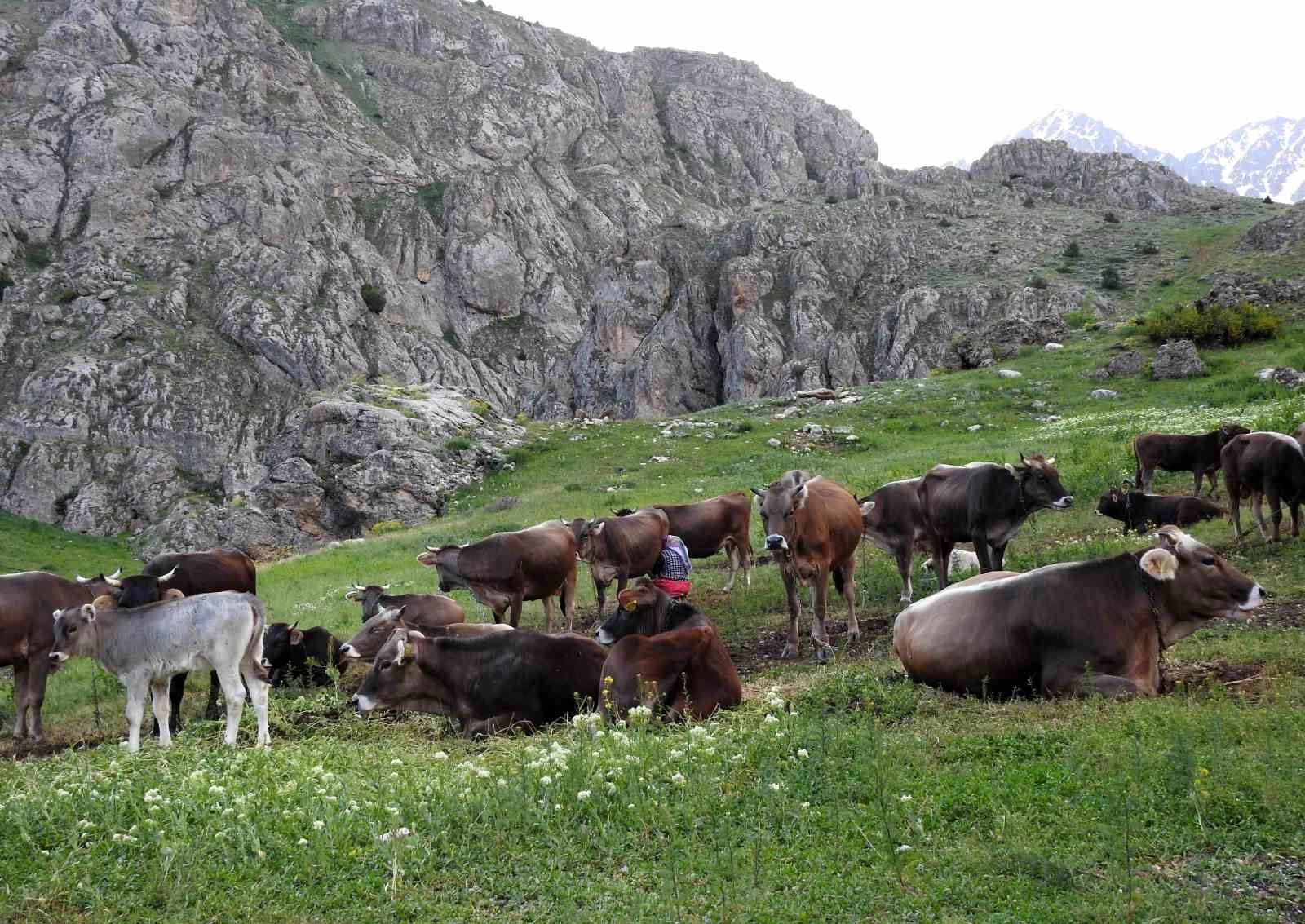 60 bin TL maaşla çoban bulamayan köylüler 200 ineği sırayla otlatmaya çıkarıyor | Popüler Gazete - Türkiye'nin en popüler internet gazetesi!